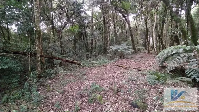 Imagem Terreno para Venda em São José dos Pinhais, Inhoaiva