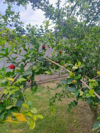Imagem VENDO MINI CHÁCARA NO ALTO DO SCHUENCK COM 1000 MTS²