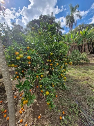 Imagem CHÁCARA LOCALIZADA NO JD. CANANEIA - PILAR DO SUL - SP