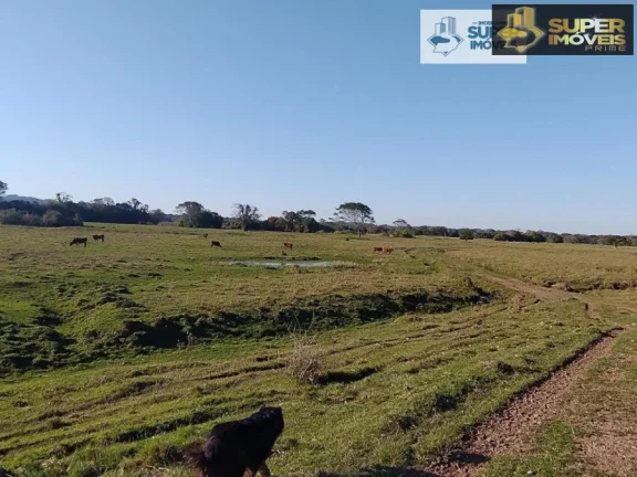 Imagem Fazenda Pecuária de excelência para Venda em Cristal-RS