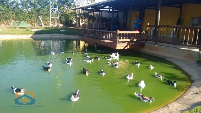 Imagem Chácara de 5.000m² em Bom Jesus do Galho