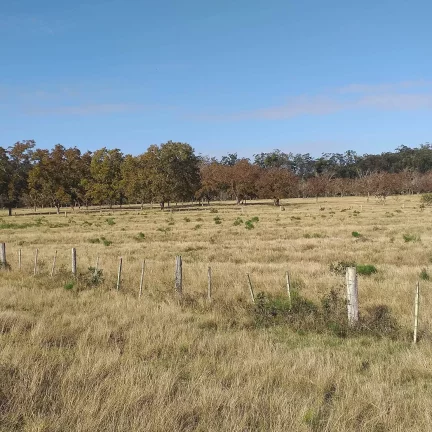 Imagem Fazenda à Venda – 385 Hectares – Beira do Asfalto – Viamão/RS