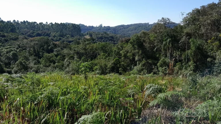 Imagem Área Rural 7,72 Alqueires - 3 Barras de Cima!