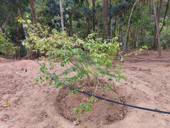 Imagem Terreno no Rancho Maringá - Oportunidade para Criar sua Chácara dos Sonhos
