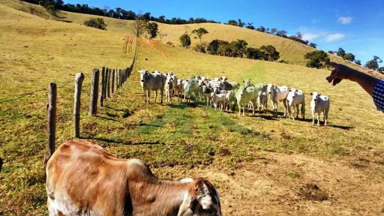 Imagem FAZENDA GADO NELORE COM 100 ALQUEIRES em Cambui MG