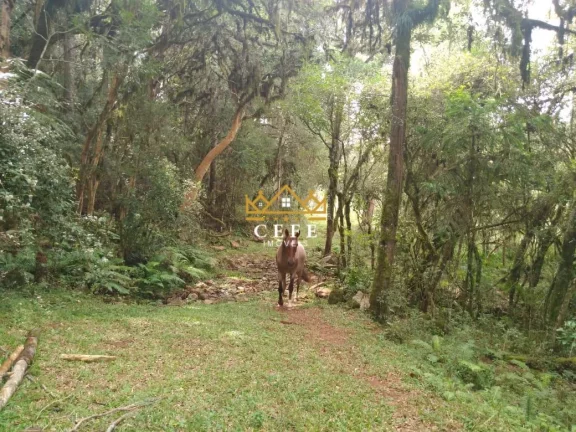 Imagem Chácara - Sítio com 2 Dormitorio(s) localizado(a) no bairro Zona Rural em São Francisco de Paula / RIO GRANDE DO SUL Ref.:1519