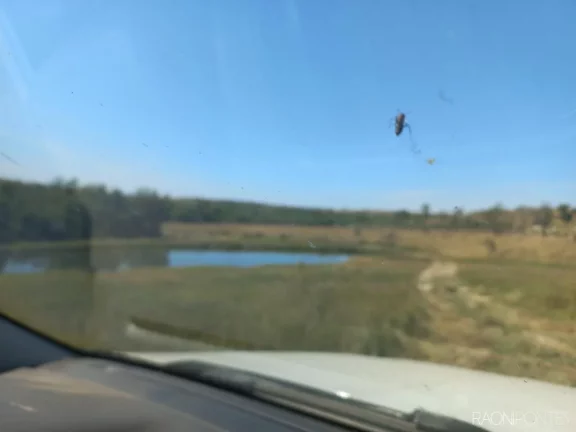 Imagem Fazenda à Venda, 10.000.000 m² em Zona Rural - Camapuã