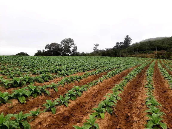 Imagem OPORTUNIDADE ÚNICA!!! 12 Hectares, Linha Doutor Flores, Sertão Santana