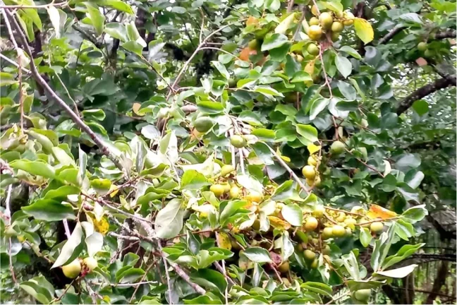 Imagem CLBG 120 Lote 612511062-6 - Fazenda à venda no bairro Riozinho - Riozinho/RS