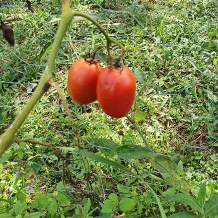 Imagem CHACARA RESIDENCIAL em TIJUCAS DO SUL - PR, Tijucas do Sul