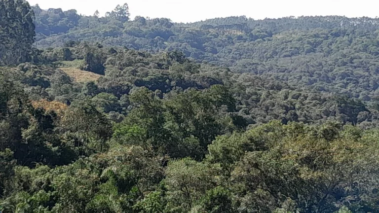 Imagem Área Rural 7,72 Alqueires - 3 Barras de Cima!