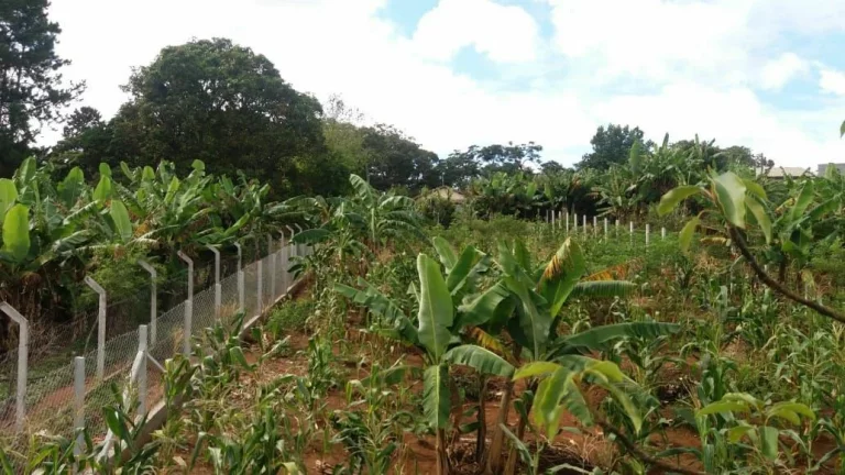 Imagem CHÁCARA FRUTÍFERA COM 1.400 M2 A VENDA NO BAIRRO BOA VISTA DO SILVA - BRAGANÇA PAULISTA