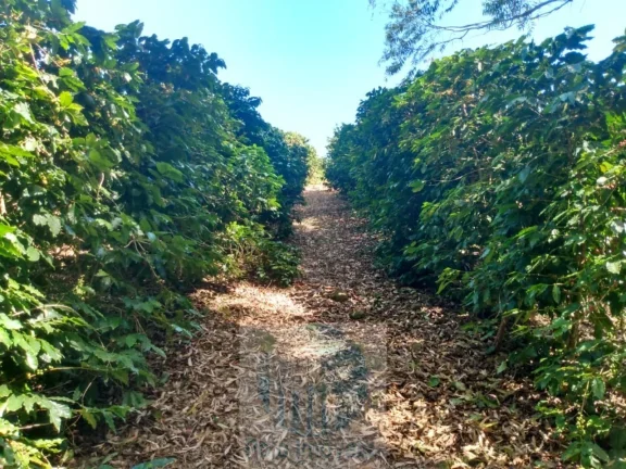 Imagem Sítio com 22.000 pés de café em Jacuí - Minas Gerais - 4 alqueires.