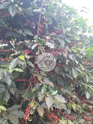 Imagem Fazenda de Café à Venda na Região do Alto Paranaíba - Minas Gerais