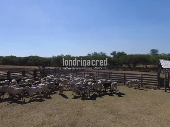 Imagem Fazenda San Justino no Chaco Paraguaio com valor de 900 dólares por hectare, totalizando 12.289 hectares.