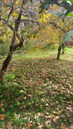 Imagem Vendo esta linda chácara em Nova Friburgo com 15.000m2.