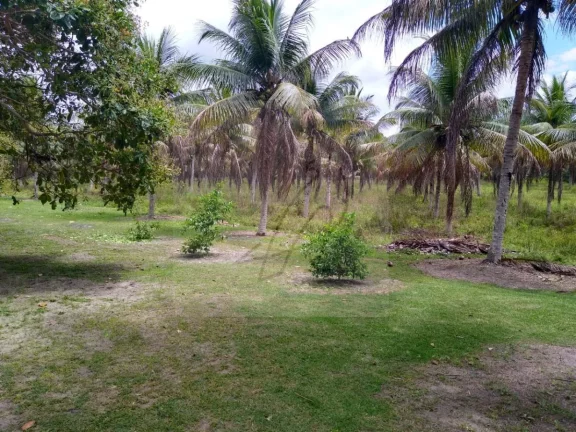 Imagem Vendo Fazenda produtiva 250mil m2, Conde / BA