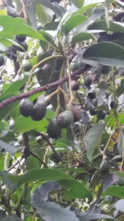 Imagem CHÁCARA FRUTÍFERA COM 1.400 M2 A VENDA NO BAIRRO BOA VISTA DO SILVA - BRAGANÇA PAULISTA