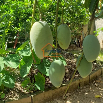 Imagem Chácara à venda no bairro Mirante - Mogi Mirim/SP