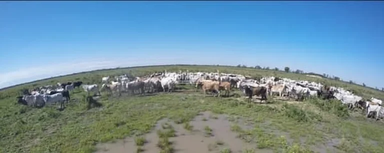 Imagem Fazenda San Justino no Chaco Paraguaio com valor de 900 dólares por hectare, totalizando 12.289 hectares.