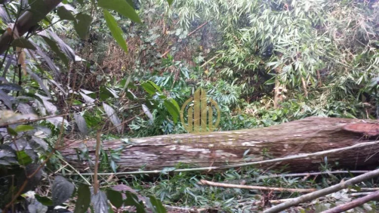 Imagem Fazenda à venda, - Área rural de Feijó - Feijó/AC