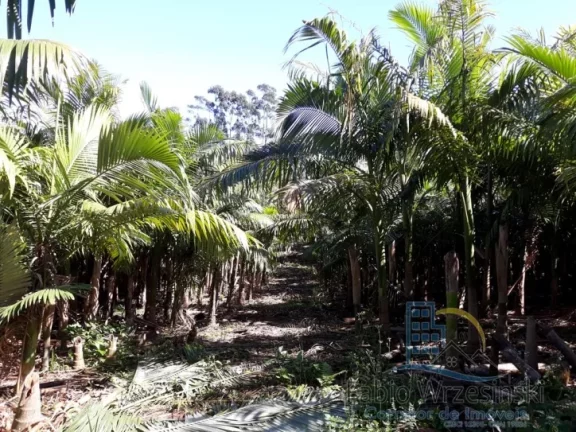 Imagem Terreno - Em rua, para Venda em São Francisco do Sul/SC