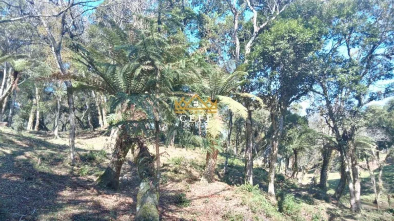 Imagem Chácara - Sítio com 1 Dormitorio(s) localizado(a) no bairro Ribeirão em São Francisco de Paula / RIO GRANDE DO SUL Ref.:1535