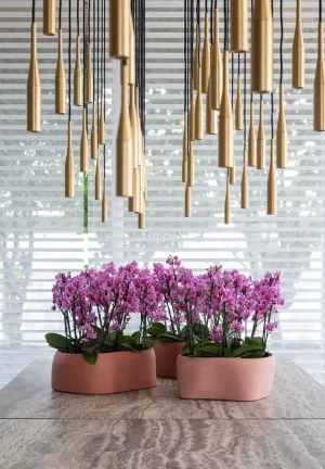 Imagem Opus Verti Penthouse - Cobertura à venda no Opus Verti Penthouse bairro Setor Marista - Goiânia/GO