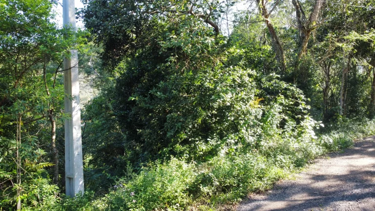 Imagem Terreno à venda no Siriú, Garopaba (SC), com 700m², leve declive e vista para o mar. A apenas 2km da praia, com água, luz e possibilidade de regulariz