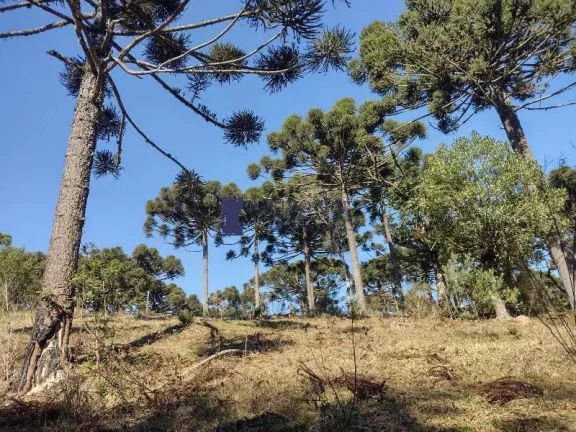 Imagem CHÁCARA NA REGIÃO NO BUGRE EM BALSA NOVA
