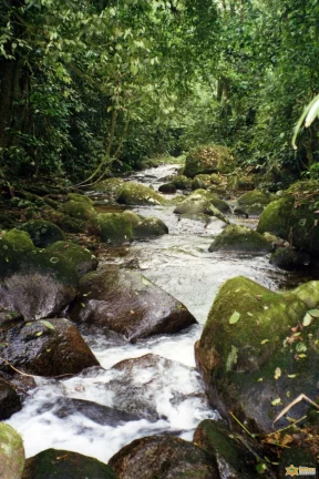 Imagem ÓTIMA OPORTUNIDADE - SÍTIO E TERRENO À VENDA - BAIRRO CORCOVADO UBATUBA/SP