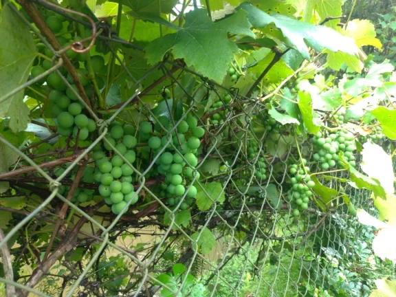 Imagem CHACARA A VENDA EM PIRACAIA DIVISA COM NAZARE PAULISTA