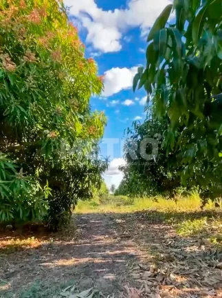 Imagem Fazenda Irrigada à venda produzindo com 6 hectares, PETROLINA - PE