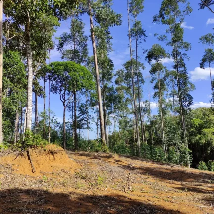 Imagem Terreno Rural à venda em Joinville, bairro Pirabeiraba
