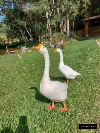 Imagem VALOR REDUZIDO! Sítio com 65.000m² e Lago em Nazaré Paulista - Escritura!!!