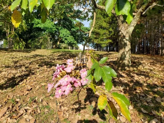 Imagem Sitio de 56.720m² 3 Dorms, 1 Suíte, Escritura, nascente, Piscina, 1 ha com Pinos 15 anos, Poço Semi-Artesiano(2.000l/h), 350 mts de testada, Alambrado, em Bragança Paulista