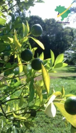 Imagem FAZENDA EM TRANCOSO