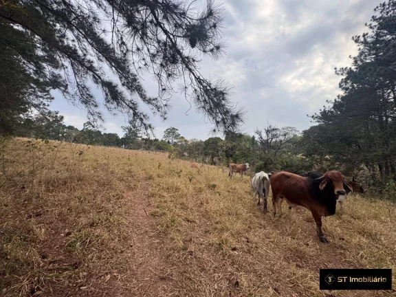 Imagem Sítio com Ótimo Acesso Asfaltado Atibaia 8 Alqueires