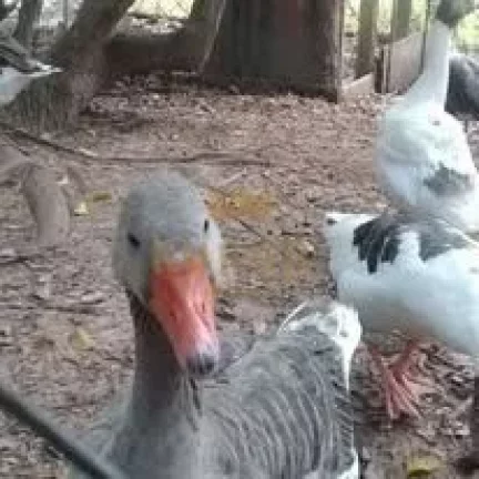 Imagem Casa em Sorocaba