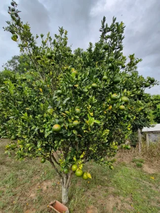 Imagem CHÁCARA NO JARDIM CANANÉIA