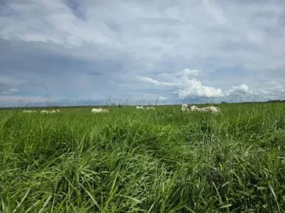Imagem Oportunidade Única: Fazenda Espetacular à Venda! Mundo Novo GO.