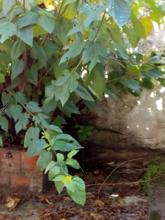Imagem Armazém á venda na Vila Libanesa