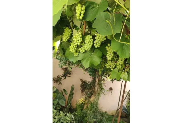 Imagem CASA RESIDENCIAL em São Paulo - SP, Jardim Kioto