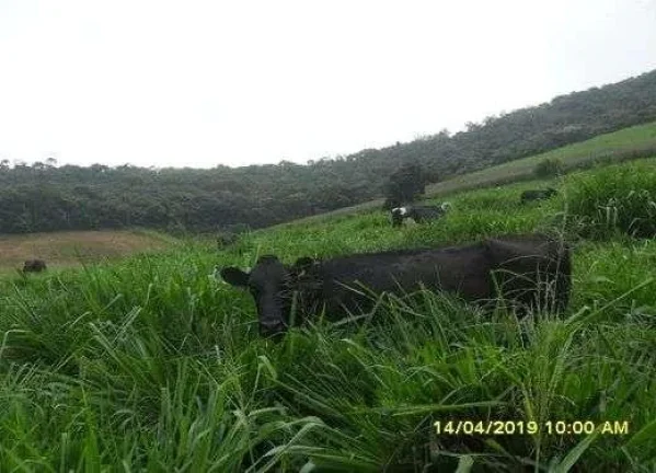 Imagem Fazenda Leiteira Completa e Produtiva com Estrutura de Alta Capacidade - Oportunidade Única em Antônio Carlos, MG