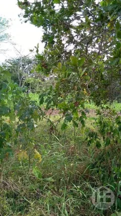 Imagem Chácara à venda com 8 hectares em Aldeia
