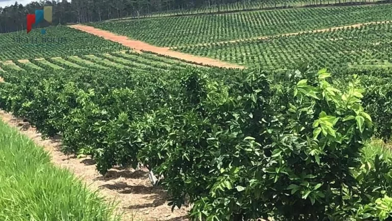 Imagem Fazenda Região de Marilia SP