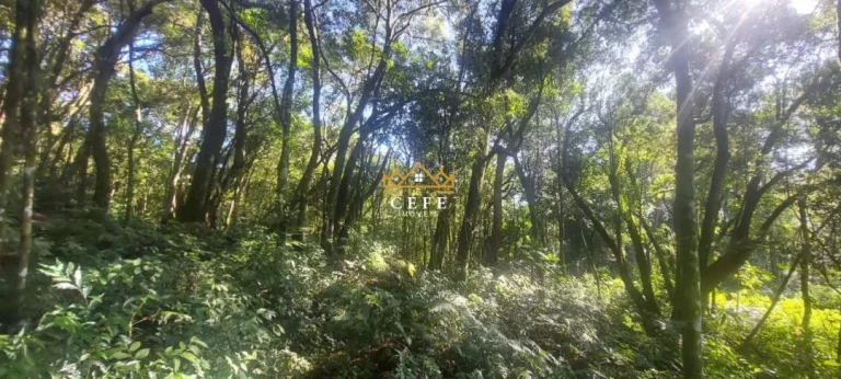 Imagem Chácara - Sítio com 4 Dormitorio(s) localizado(a) no bairro Carapina em São Francisco de Paula / RIO GRANDE DO SUL Ref.:1536