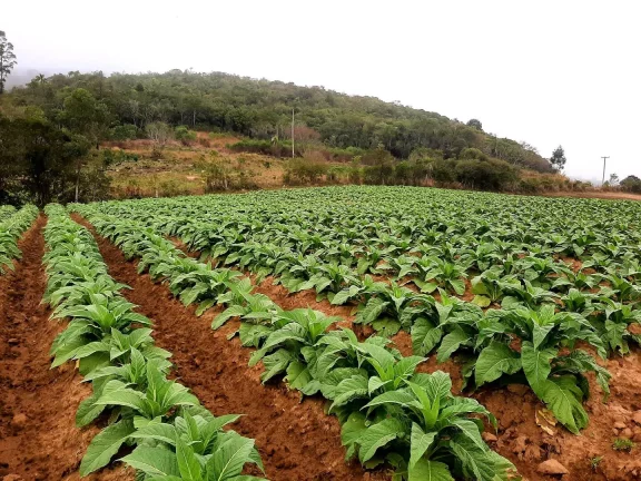 Imagem OPORTUNIDADE ÚNICA!!! 12 Hectares, Linha Doutor Flores, Sertão Santana