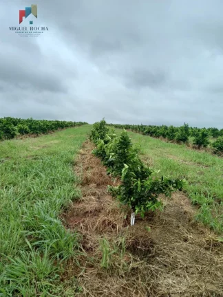 Imagem Fazenda região de Araraquara SP