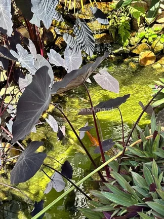 Imagem Casa térrea para locação 03 quartos no Condomínio Terras do Cancioneiro, no Parque Brasil 500, na cidade de Paulínia